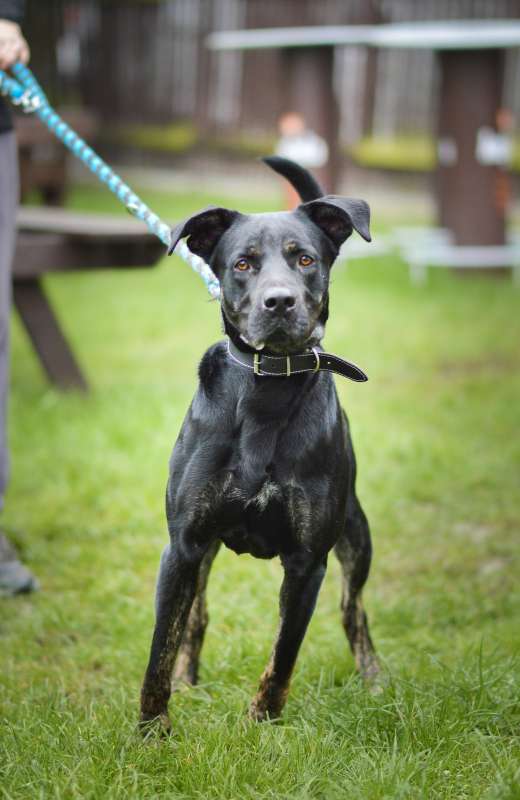 Pes k adopci ARTHUR, 2 ROKY – fotografie 12