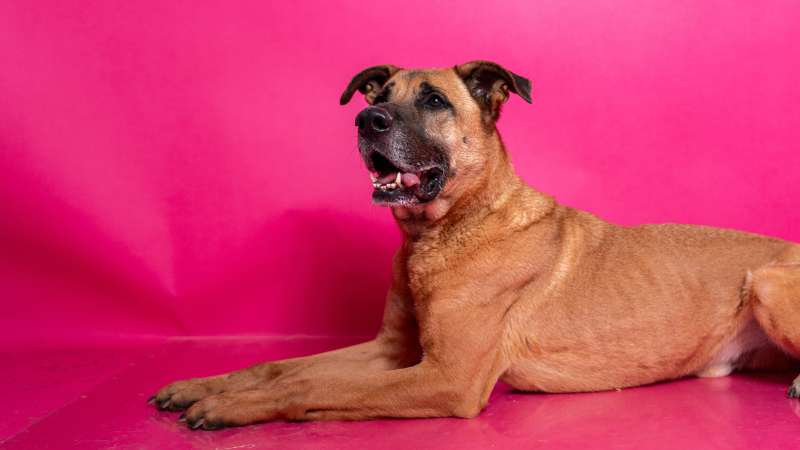 Pes k adopci FIN – SEBASTIAN, 7 LET – fotografie 25