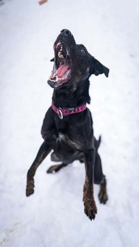 Pes k adopci ARTHUR, 2 ROKY – fotografie 14