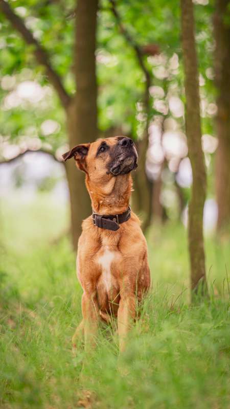 Pes k adopci FIN – SEBASTIAN, 7 LET – fotografie 2