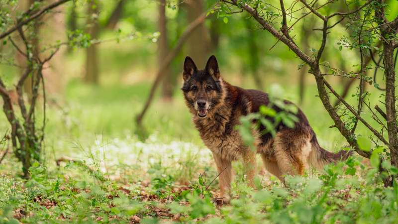 Pes k adopci ASKIN, 17 LET – fotografie 1