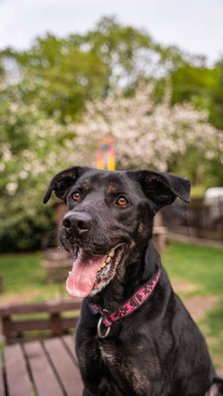 Pes k adopci ARTHUR, 2 ROKY – fotografie 2