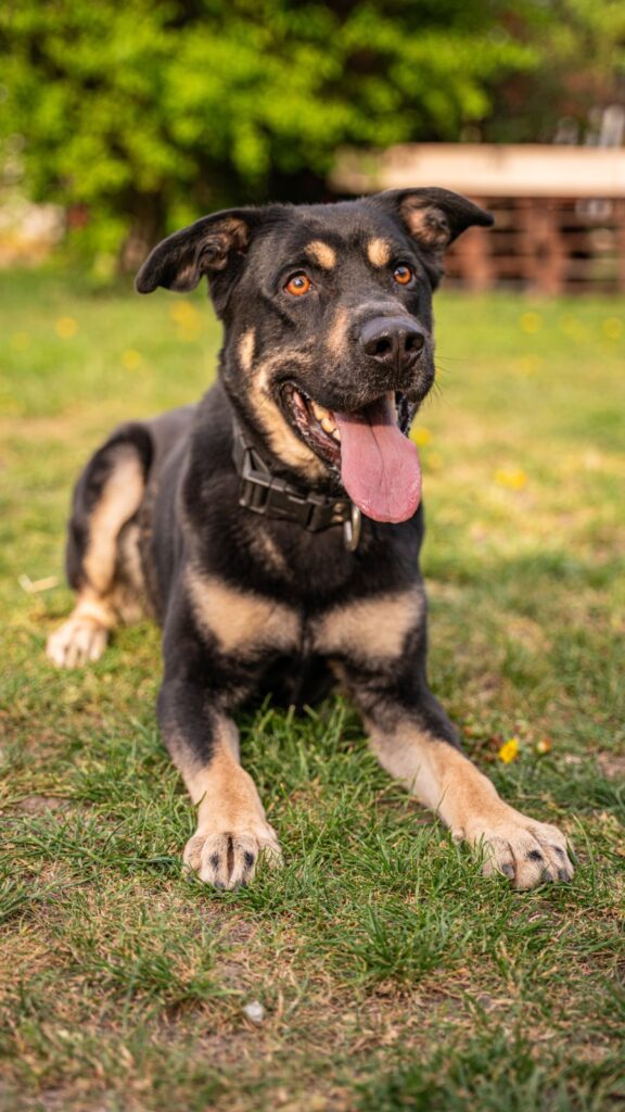 Pes k adopci PERSI, 3 ROKY – fotografie 1