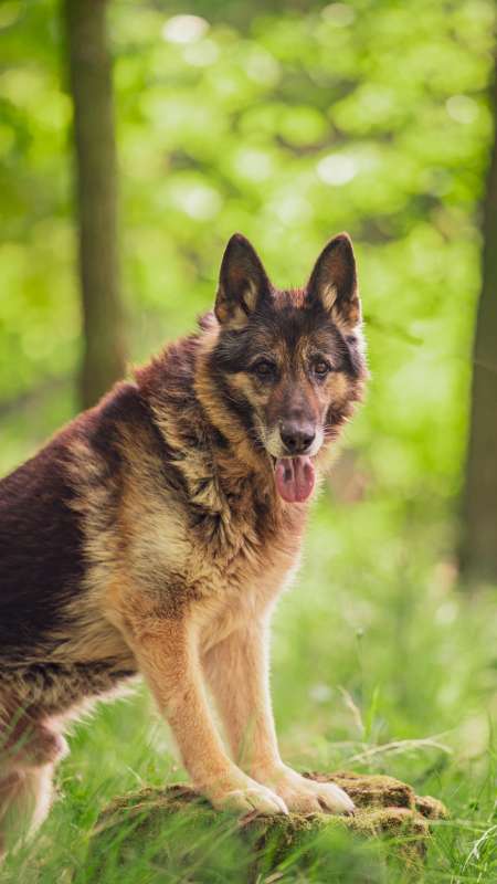 Pes k adopci ASKIN, 17 LET – fotografie 3