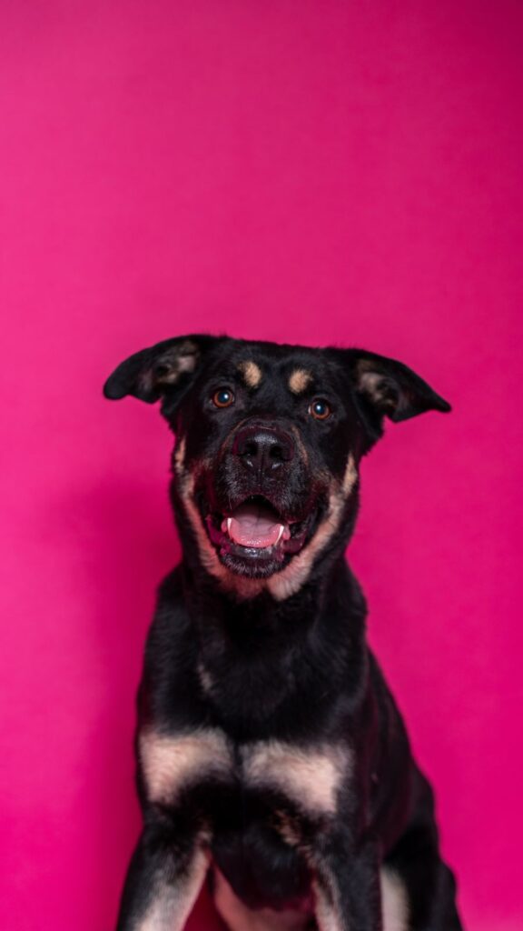 Pes k adopci PERSI, 3 ROKY – fotografie 9