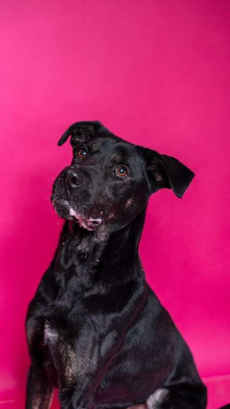 Pes k adopci ARTHUR, 2 ROKY – fotografie 7