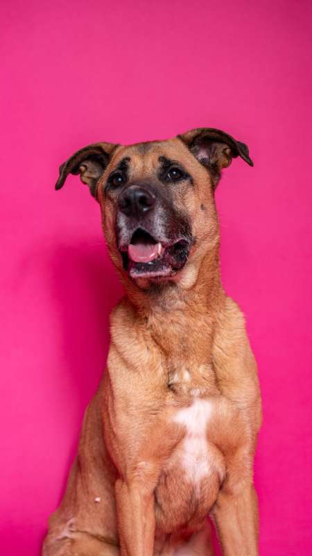 Pes k adopci FIN – SEBASTIAN, 7 LET – fotografie 17