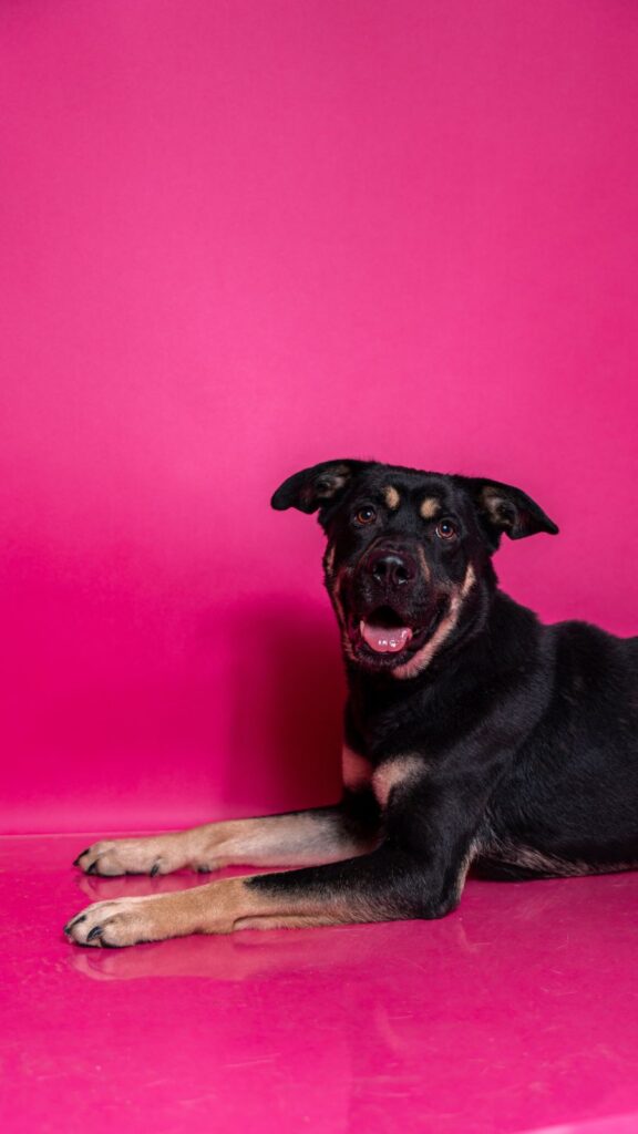 Pes k adopci PERSI, 3 ROKY – fotografie 8