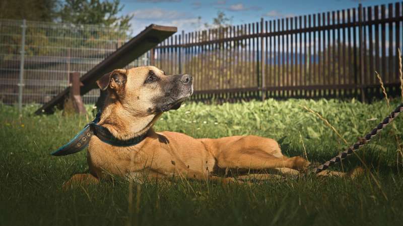 Pes k adopci FIN – SEBASTIAN, 7 LET – fotografie 4