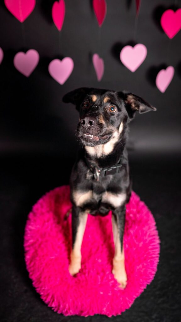 Pes k adopci PERSI, 3 ROKY – fotografie 3