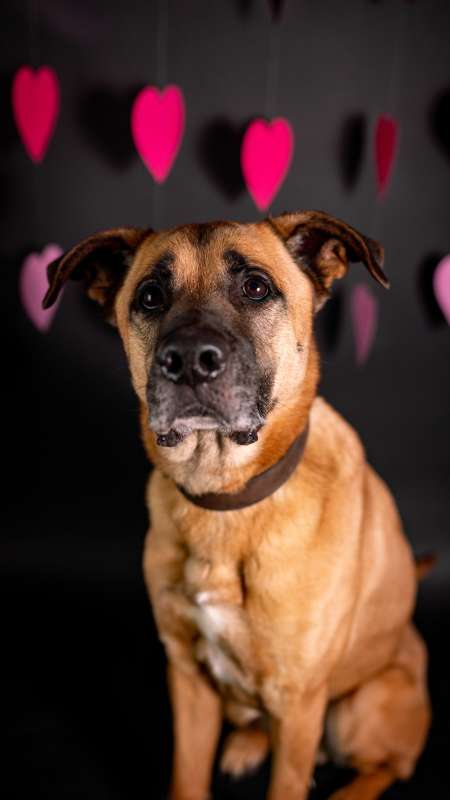 Pes k adopci FIN – SEBASTIAN, 7 LET – fotografie 28