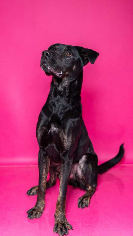 Pes k adopci ARTHUR, 2 ROKY – fotografie 8