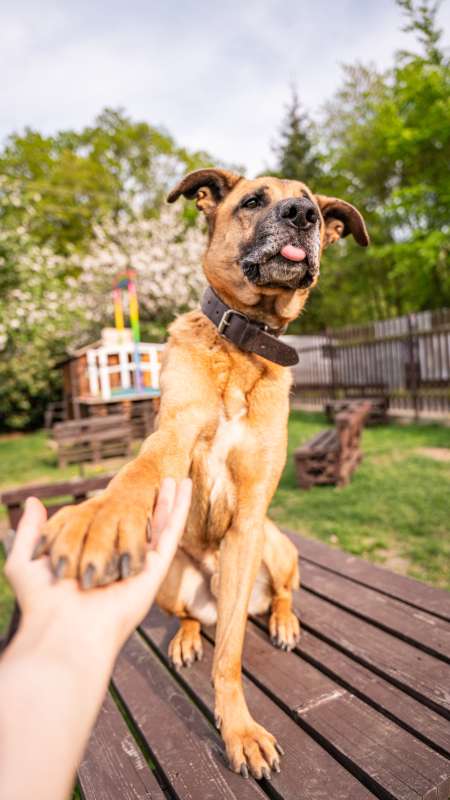Pes k adopci FIN – SEBASTIAN, 7 LET – fotografie 30