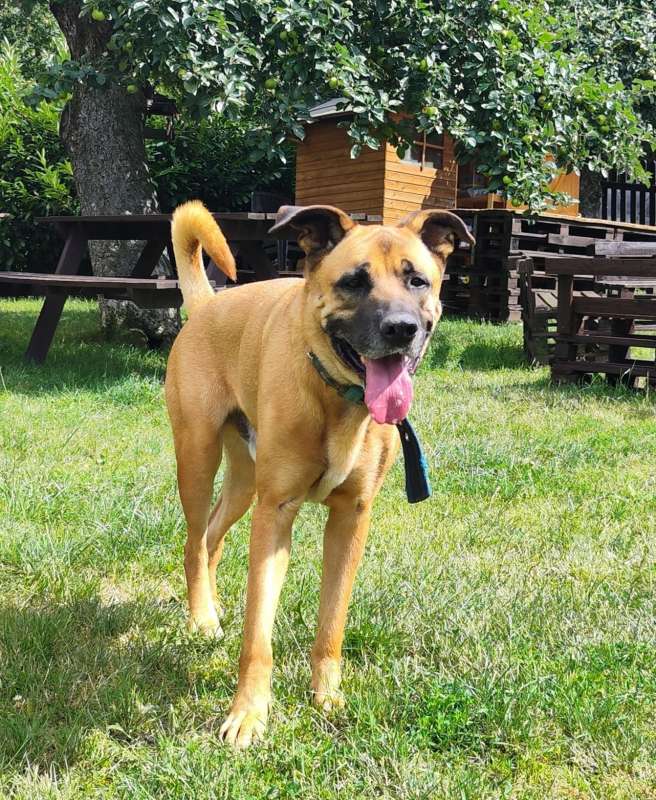 Pes k adopci FIN – SEBASTIAN, 7 LET – fotografie 34