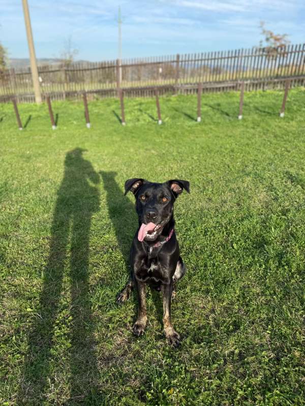 Pes k adopci ARTHUR, 2 ROKY – fotografie 9