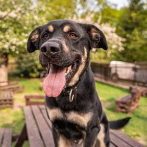 Pes k adopci PERSI, 3 ROKY – fotografie 4