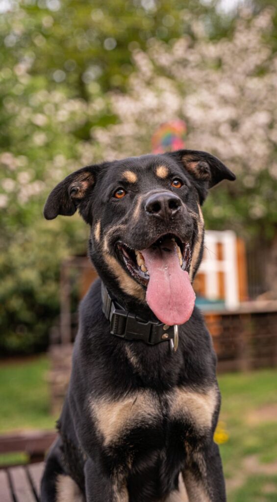 Pes k adopci PERSI, 3 ROKY – fotografie 5