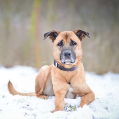 Pes k adopci FIN – SEBASTIAN, 7 LET – fotografie 35
