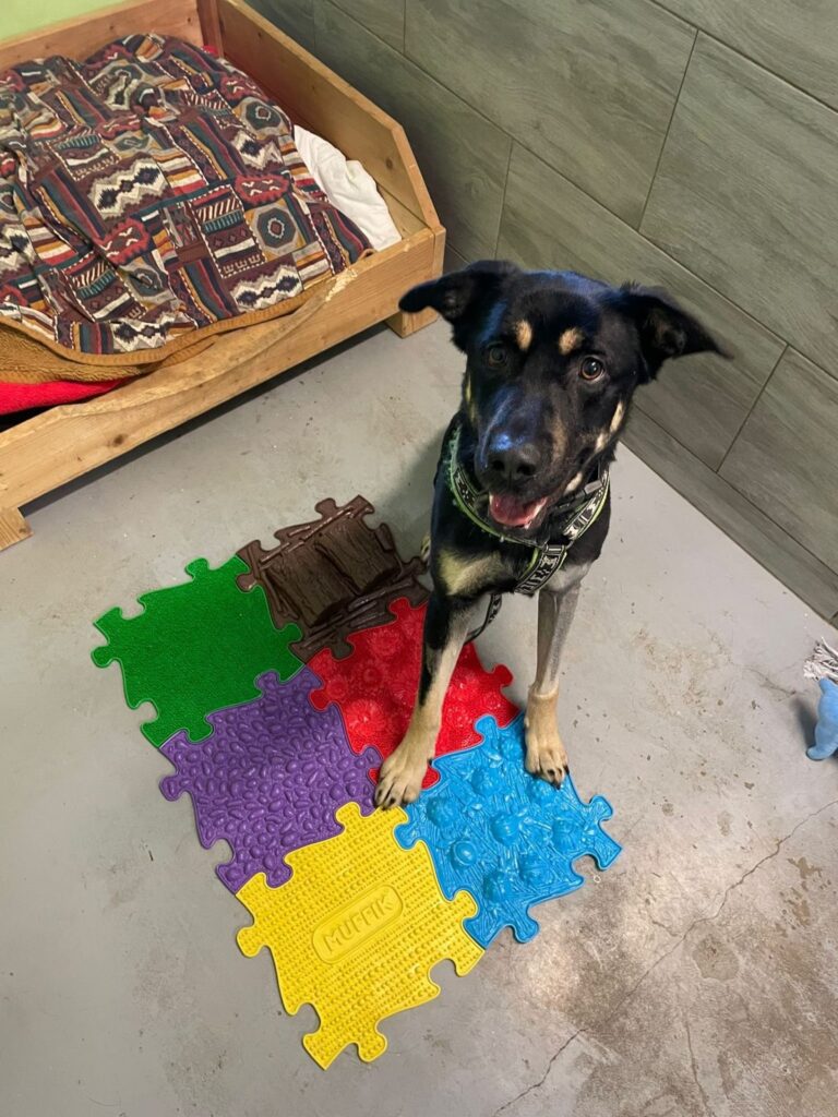 Pes k adopci PERSI, 3 ROKY – fotografie 6
