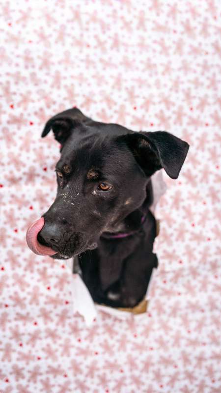 Pes k adopci ARTHUR, 2 ROKY – fotografie 5