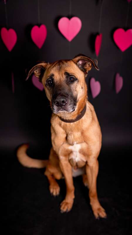 Pes k adopci FIN – SEBASTIAN, 7 LET – fotografie 11