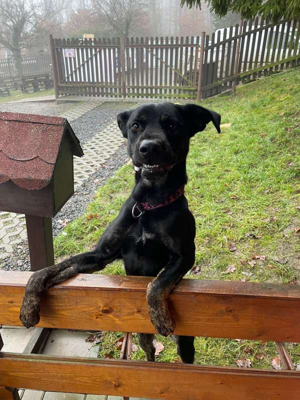 Pes k adopci ARTHUR, 2 ROKY – fotografie 11