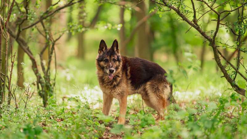 ASKIN, 17 LET – pes k adopci