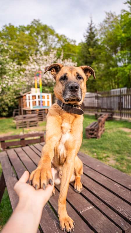 Pes k adopci FIN – SEBASTIAN, 7 LET – fotografie 22