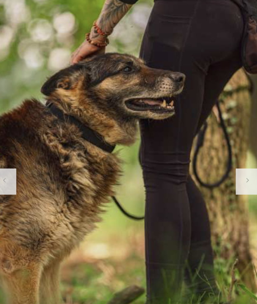 Pes k adopci ASKIN, 17 LET – fotografie 1