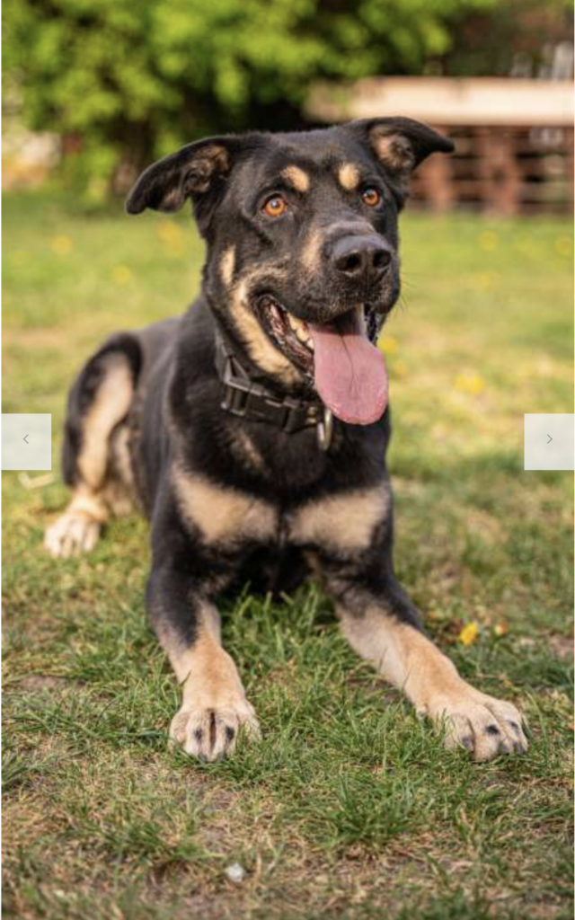 Pes k adopci PERSI, 3 ROKY – fotografie 1