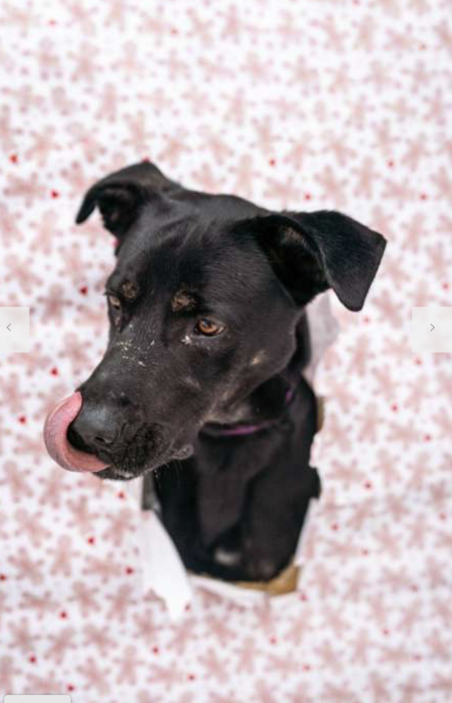 Pes k adopci ARTHUR, 2 ROKY – fotografie 1