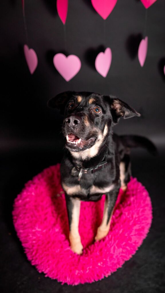 Pes k adopci PERSI, 3 ROKY – fotografie 10