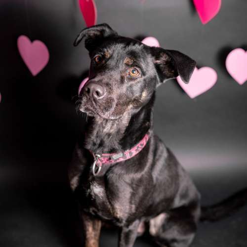 Pes k adopci ARTHUR, 2 ROKY – fotografie 15