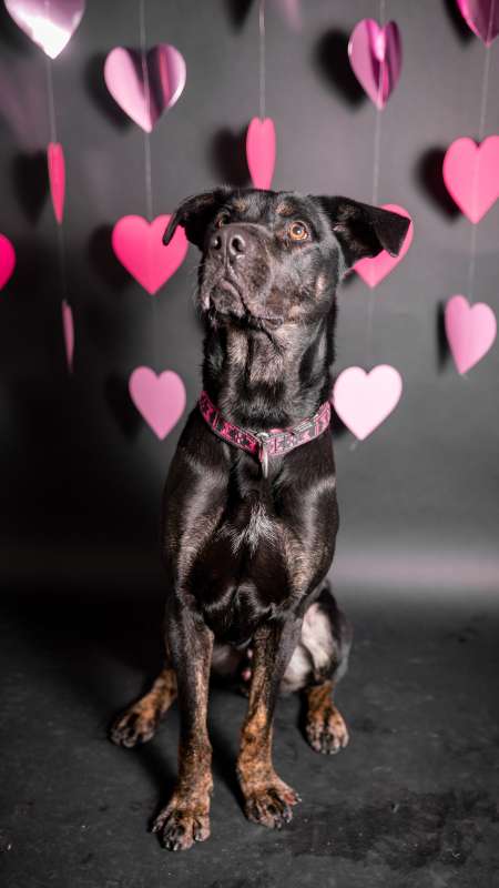 Pes k adopci ARTHUR, 2 ROKY – fotografie 16