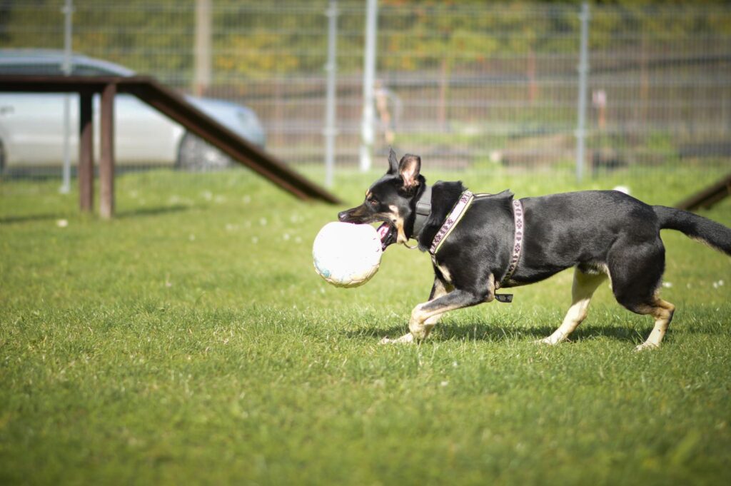 Pes k adopci PERSI, 3 ROKY – fotografie 11