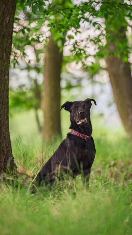 Pes k adopci ARTHUR, 2 ROKY – fotografie 17