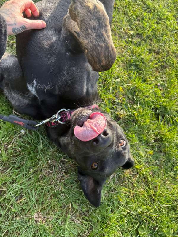 Pes k adopci ARTHUR, 2 ROKY – fotografie 18