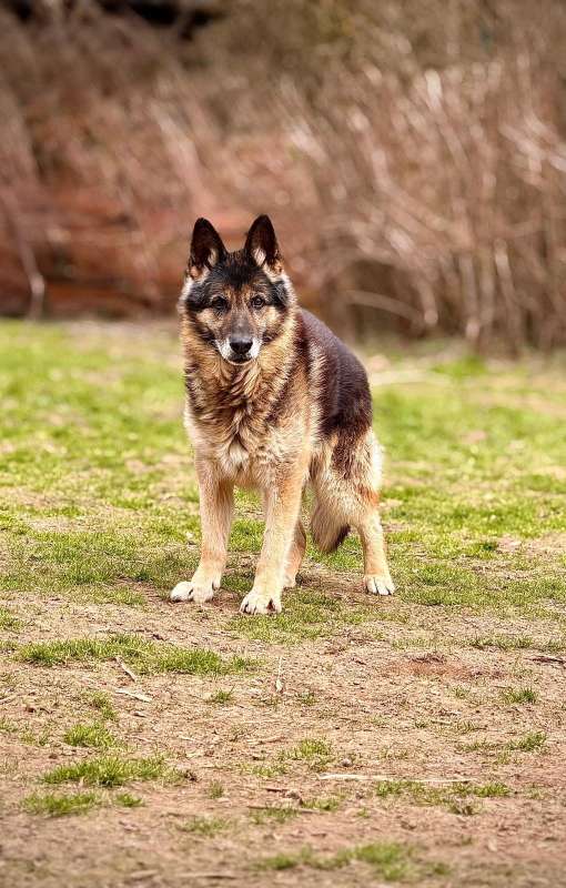 Pes k adopci ASKIN, 17 LET – fotografie 5
