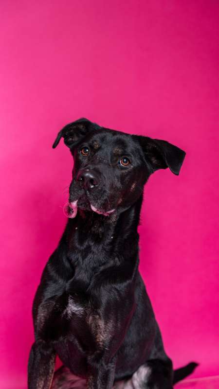 Pes k adopci ARTHUR, 2 ROKY – fotografie 19