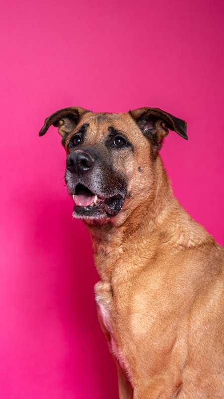 Pes k adopci FIN – SEBASTIAN, 7 LET – fotografie 39