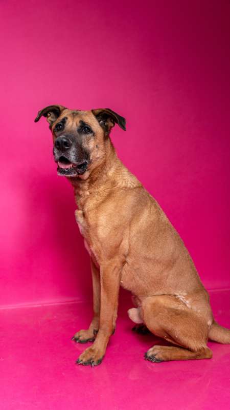 Pes k adopci FIN – SEBASTIAN, 7 LET – fotografie 40