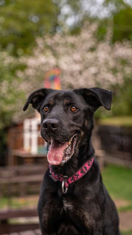 Pes k adopci ARTHUR, 2 ROKY – fotografie 20