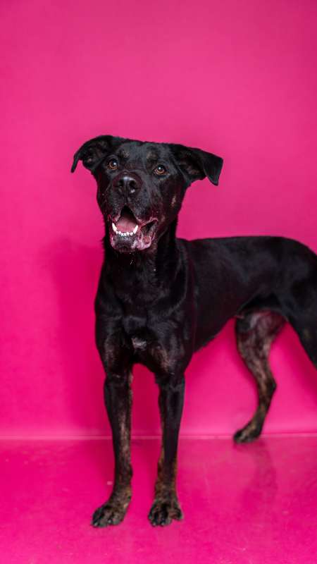 Pes k adopci ARTHUR, 2 ROKY – fotografie 21