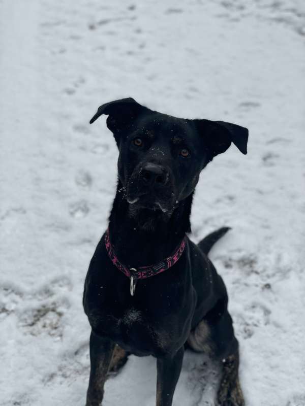 Pes k adopci ARTHUR, 2 ROKY – fotografie 22