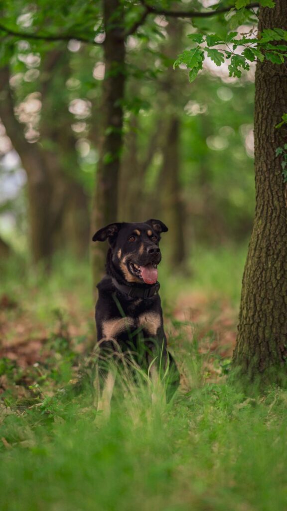 Pes k adopci PERSI, 3 ROKY – fotografie 13
