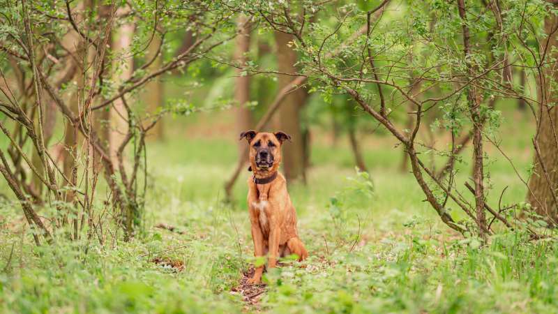 Pes k adopci FIN – SEBASTIAN, 7 LET – fotografie 46