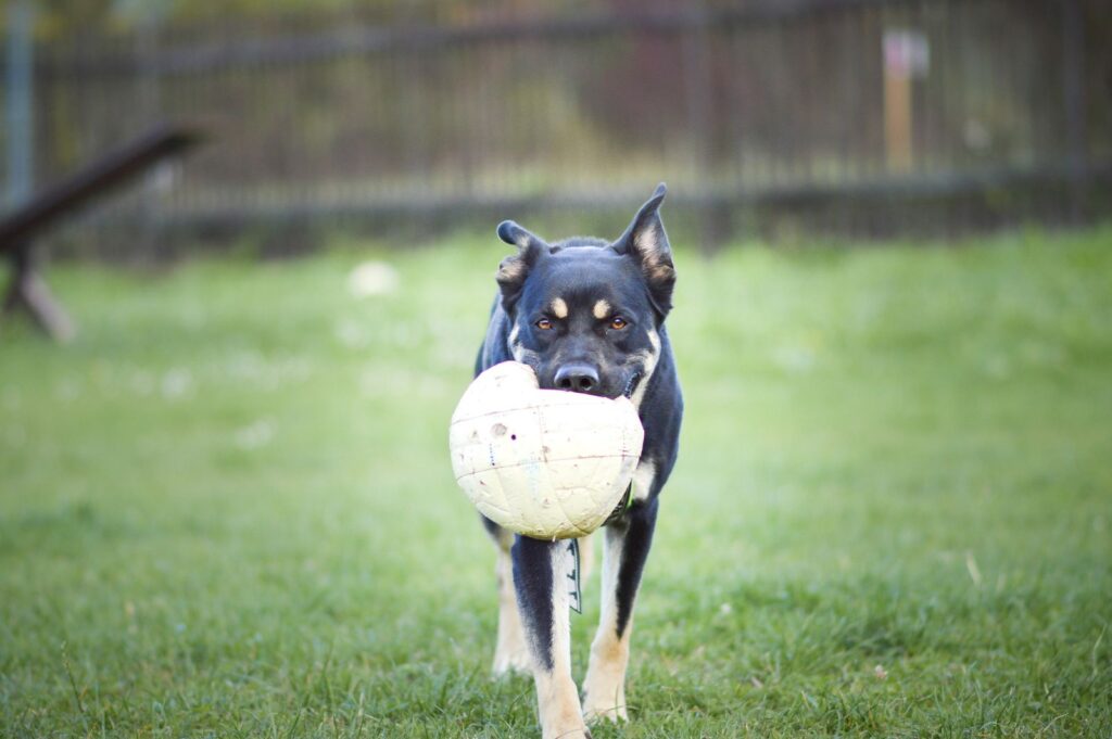 Pes k adopci PERSI, 3 ROKY – fotografie 14
