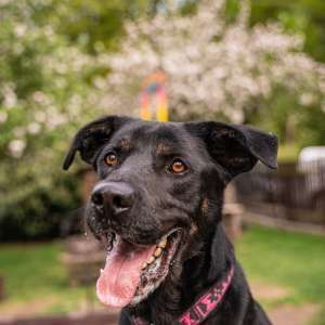Pes k adopci ARTHUR, 2 ROKY – fotografie 23
