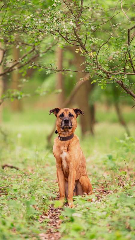 Pes k adopci FIN – SEBASTIAN, 7 LET – fotografie 50