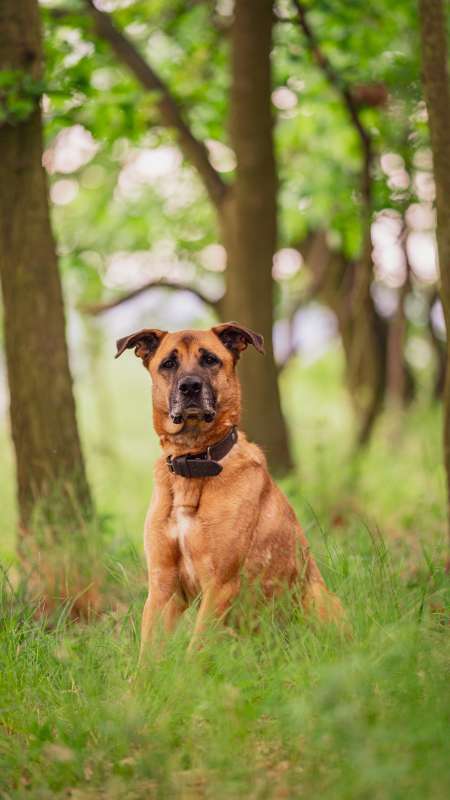 Pes k adopci FIN – SEBASTIAN, 7 LET – fotografie 51